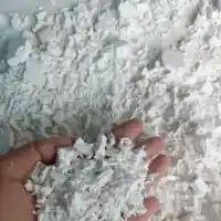 Bột Nấm Ngọc Cầu - Cây Tỏa Dương