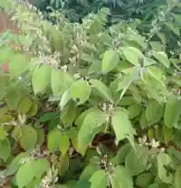 Cây An Xoa tươi
