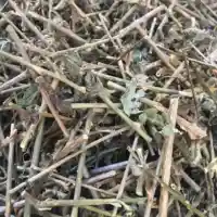 Cây Cà Gai Leo khô