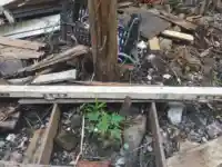 Cây Đu Đủ nhỏ