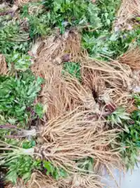 Cây lá Đương Quy và Sâm Tố Nữ