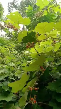 Cây Mâm Xôi tươi