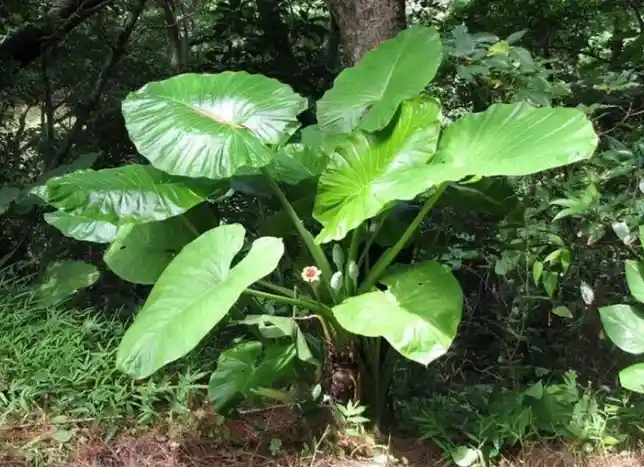 Cây Ráy (cây Bạc Hà núi)