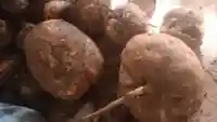 Củ Sâm Tố Nữ