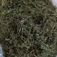 Giảo Cổ Lam khô