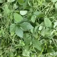 Giảo Cổ Lam Tươi