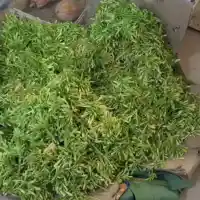 Hoa Đu Đủ Đực