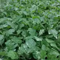 Luống cây Cà Gai Leo