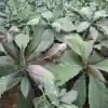 Nhiều cây Khôi Nhung Tía