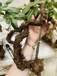 Sâm Ngọc Linh 1