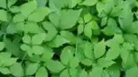 Giảo Cổ Lam 5 lá