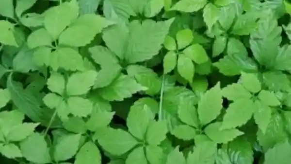 Giảo Cổ Lam 5 lá