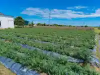 Cánh đồng Cà Gai Leo