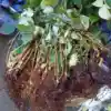 Cây Đương Quy và Sâm Tố Nữ