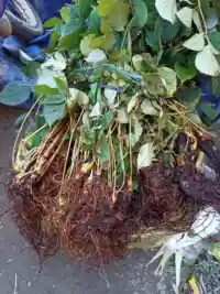 Cây Đương Quy và Sâm Tố Nữ