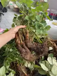 Cây lá rễ Đương Quy và Sâm Tố Nữ