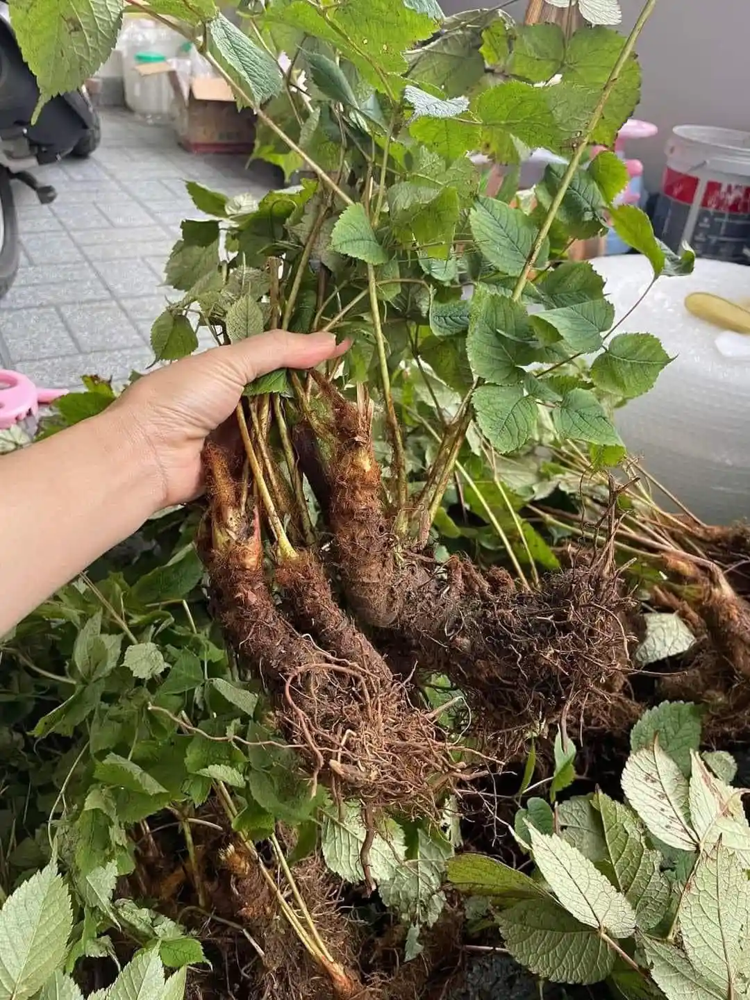 Cây lá rễ Đương Quy và Sâm Tố Nữ