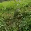 Cây Râu Mèo