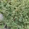 Cỏ Xước tươi