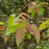 Lá cây Thành Ngạnh