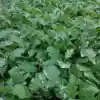 Luống cây Cà Gai Leo