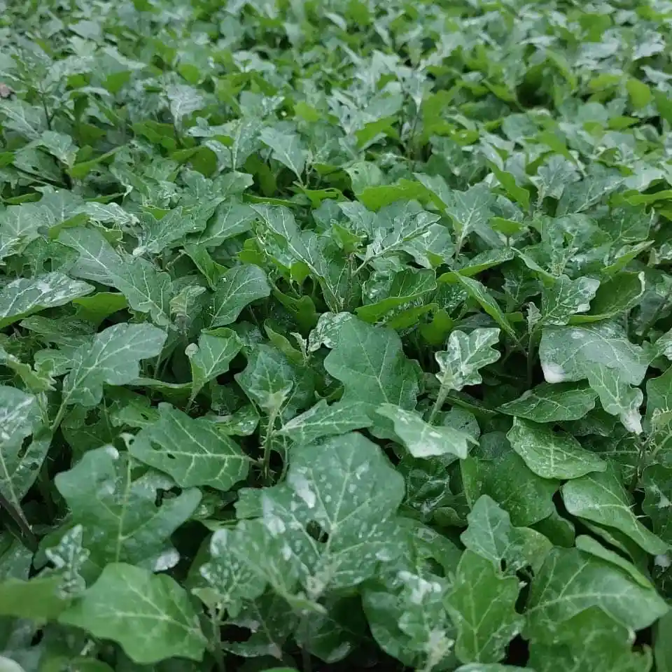 Luống cây Cà Gai Leo