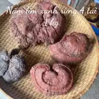 Nấm Lim Xanh Rừng 3