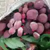 Nấm Ngọc Cầu - Cây Tỏa Dương 1