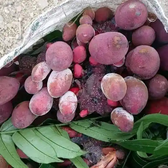Nấm Ngọc Cầu - Cây Tỏa Dương 1