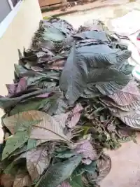 Phơi lá Khôi Nhung Tía