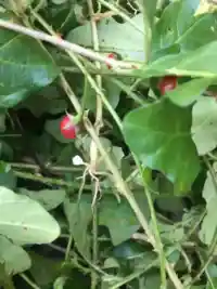 Thu hoạch cây Cà Gai Leo